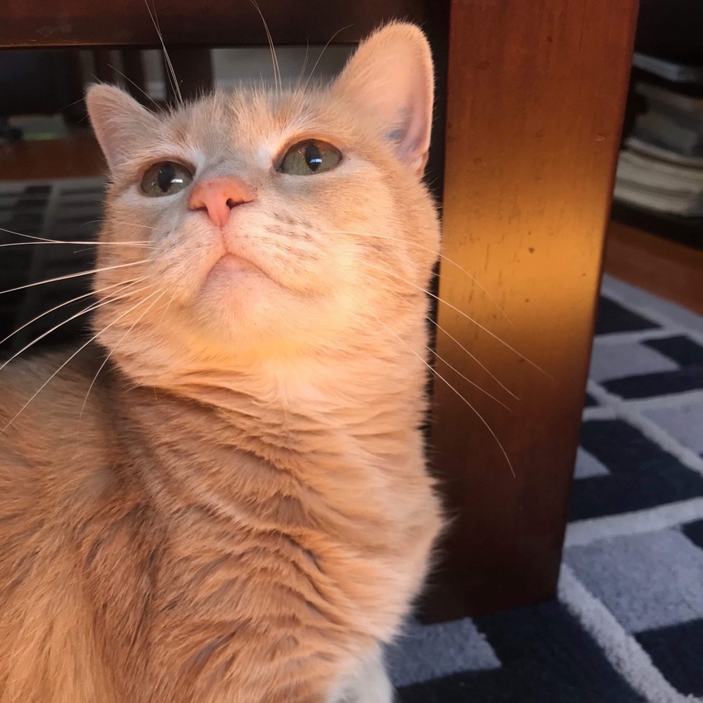 Meet your Posher, Emmie